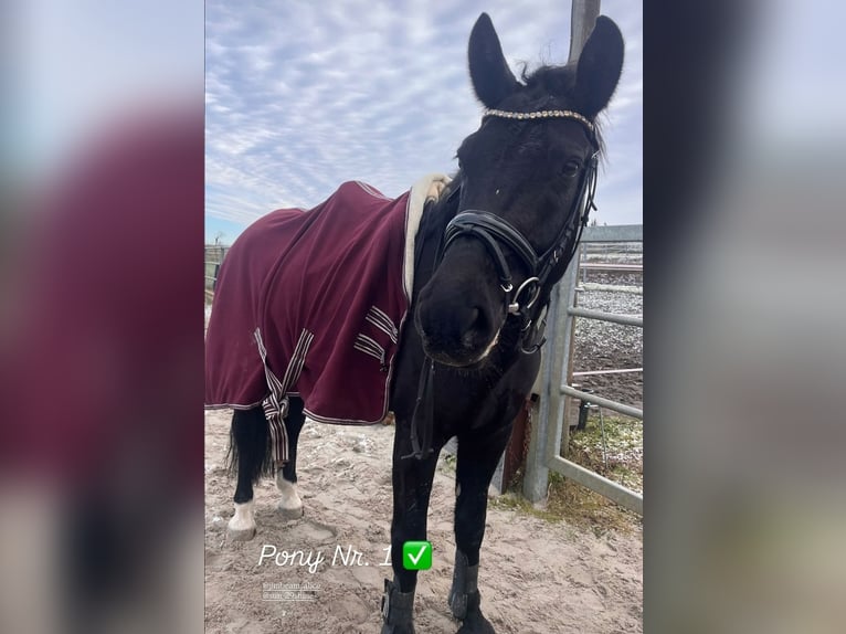 Warmblood de Sajonia Caballo castrado 6 años 165 cm Negro in Otterwisch