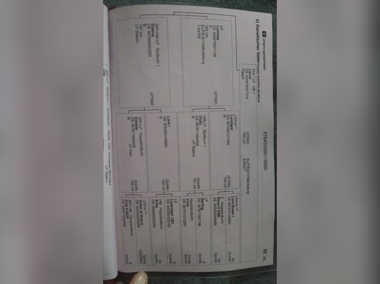 Warmblood de Sajonia Caballo castrado 6 años 165 cm Negro in Otterwisch