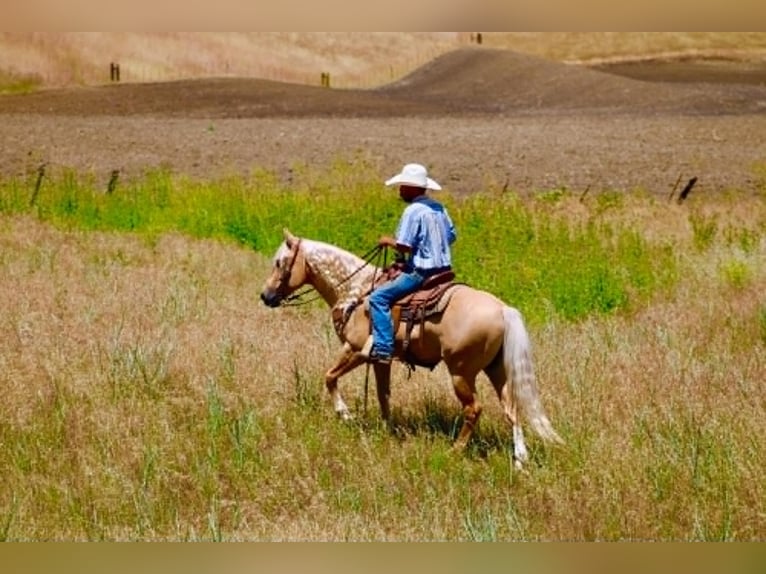 Warmblood de Sajonia Caballo castrado 7 años 142 cm Palomino in Tres Pinos
