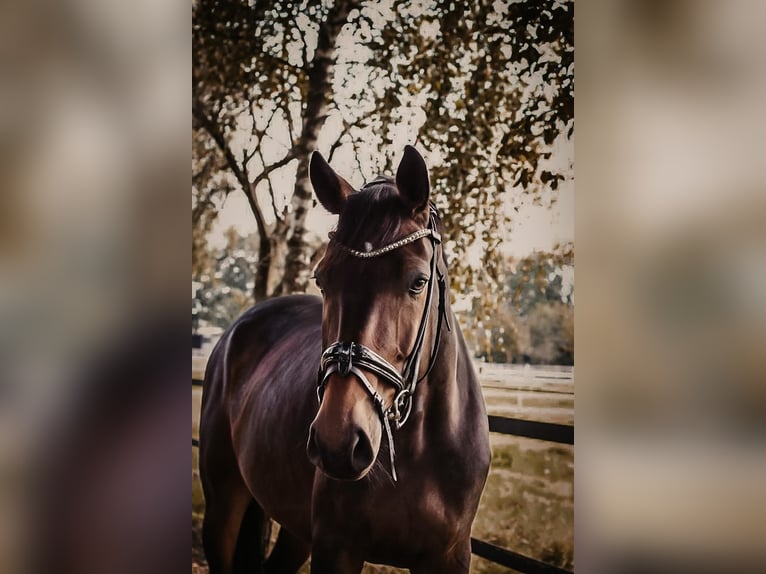 Warmblood de Sajonia Caballo castrado 7 años 169 cm Castaño oscuro in Dorsten