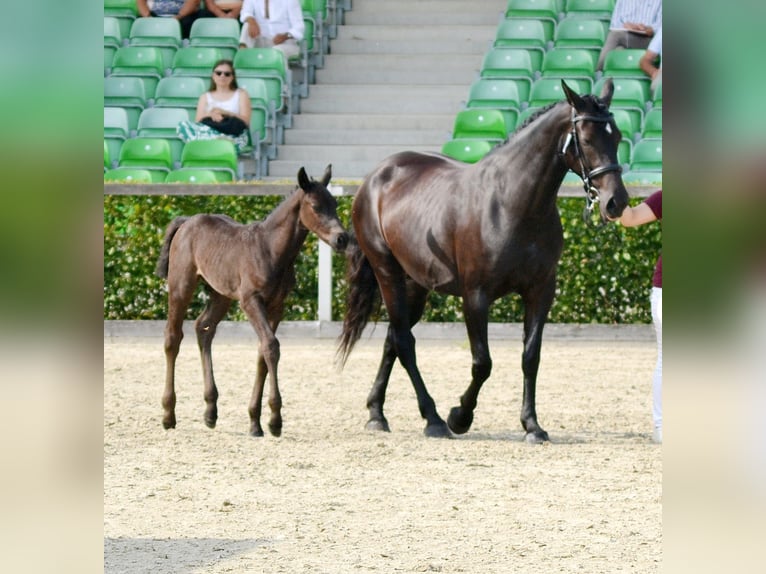 Warmblood de Sajonia Semental Potro (06/2025) 160 cm Negro in Liebstadt Warmblood de Sajonia Semental Potro (06/2025) 160 cm Negro in Liebstadt