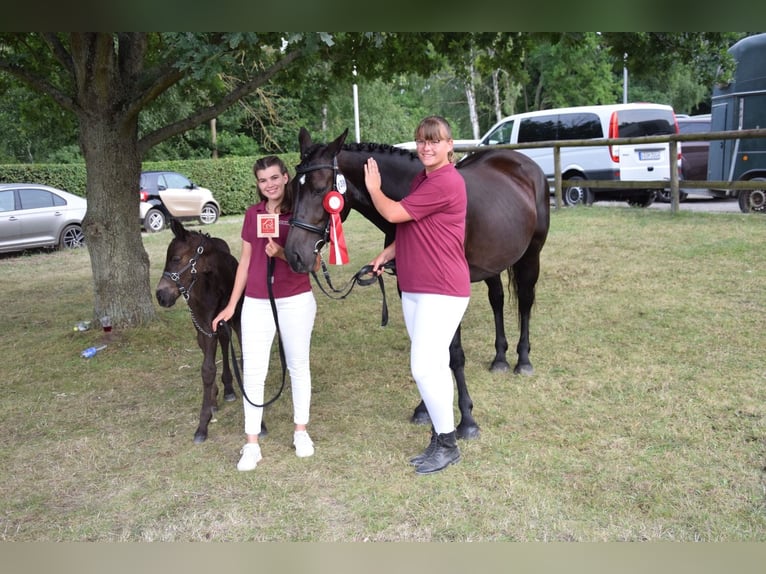 Warmblood de Sajonia Semental Potro (06/2025) 160 cm Negro in Liebstadt Warmblood de Sajonia Semental Potro (06/2025) 160 cm Negro in Liebstadt