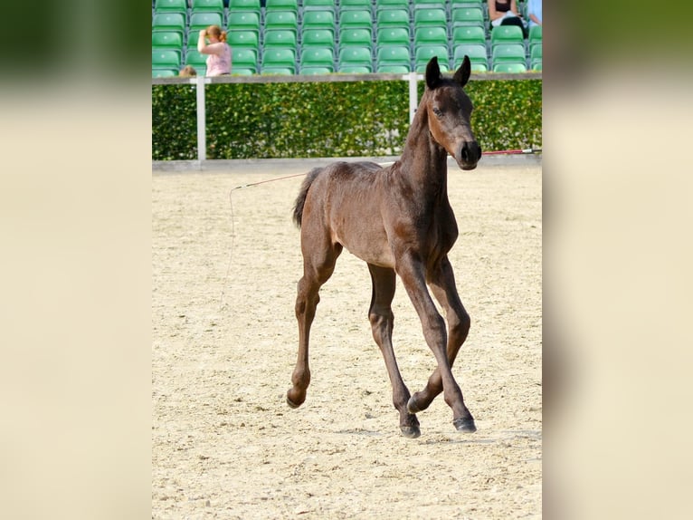 Warmblood de Sajonia Semental Potro (06/2025) 160 cm Negro in Liebstadt Warmblood de Sajonia Semental Potro (06/2025) 160 cm Negro in Liebstadt