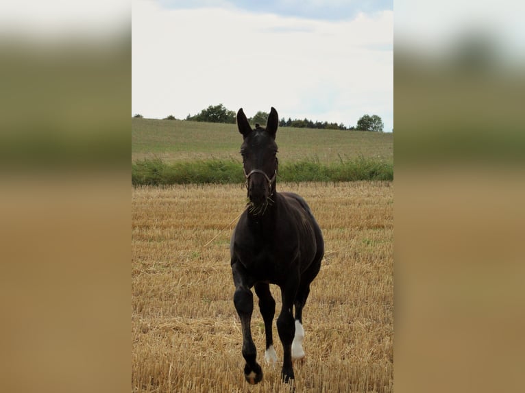 Warmblood de Sajonia Semental Potro (03/2025) 165 cm Negro in Sohland an der Spree