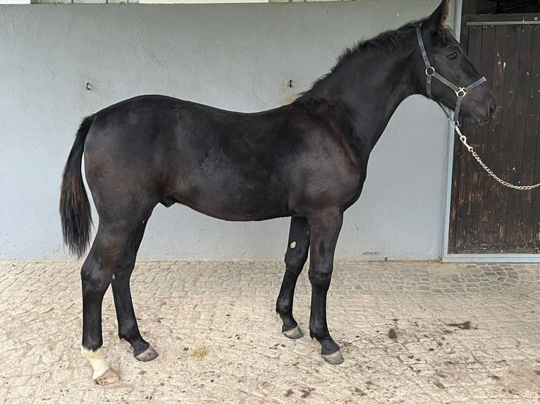 Warmblood de Sajonia Semental Potro (03/2024) in Weißenberg