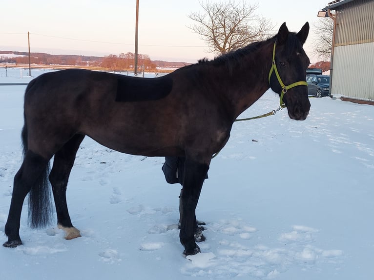 Warmblood de Sajonia Yegua 11 años 163 cm Negro in Neuenkirchen-Vörden