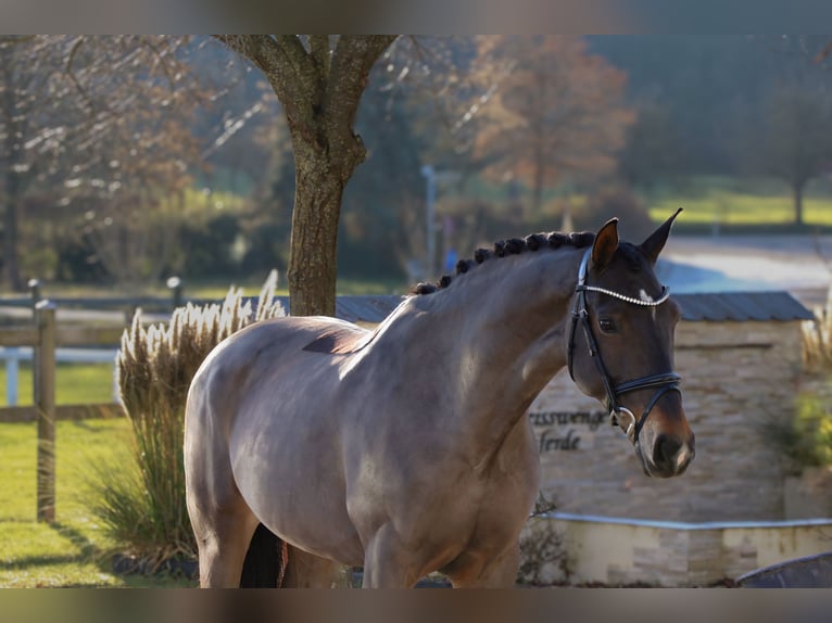 Warmblood de Sajonia Yegua 12 años 165 cm Morcillo in Schw&#xE4;bisch Hall
