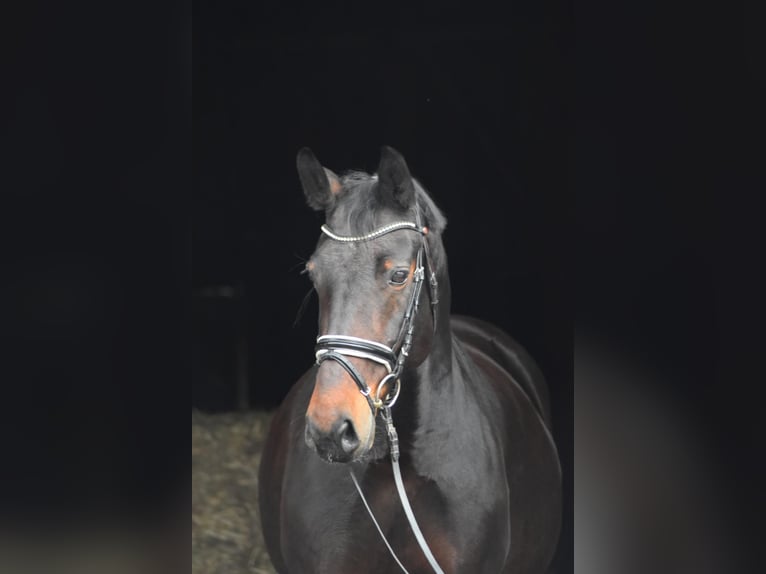 Warmblood de Sajonia Yegua 14 años 164 cm Castaño oscuro in Herbstein