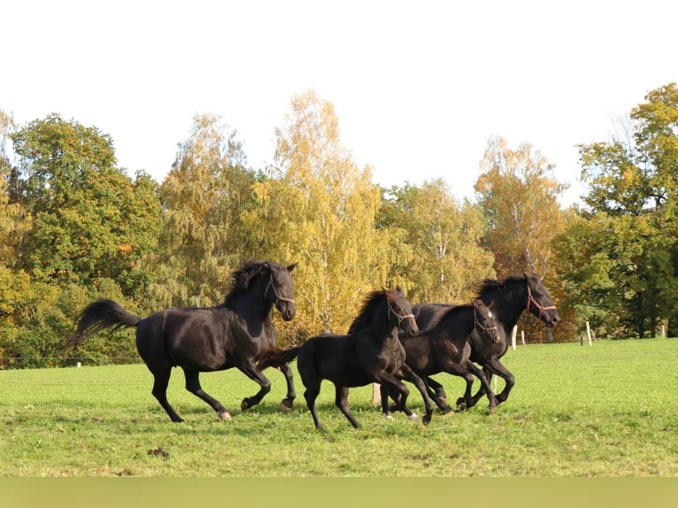 Warmblood de Sajonia Yegua 1 año 160 cm Negro in Bad Schandau