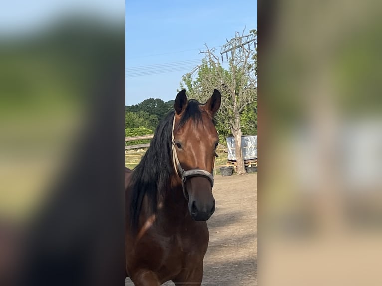 Warmblood de Sajonia Yegua 2 años 161 cm Castaño in Coswig