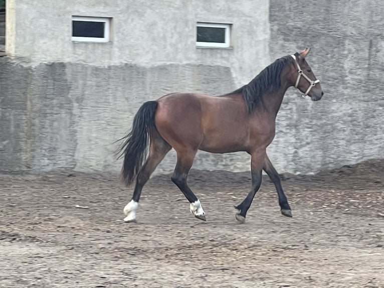 Warmblood de Sajonia Yegua 2 años 161 cm Castaño in Coswig