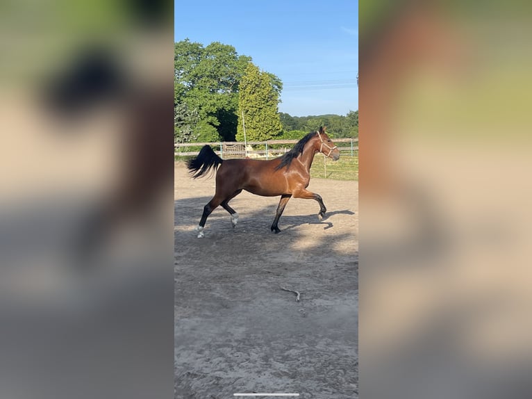 Warmblood de Sajonia Yegua 2 años 161 cm Castaño in Coswig