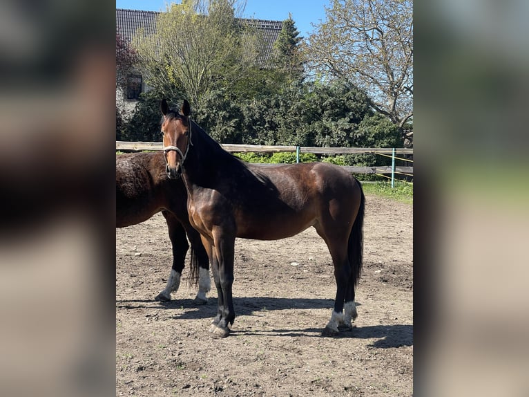 Warmblood de Sajonia Yegua 2 años 161 cm Castaño in Coswig