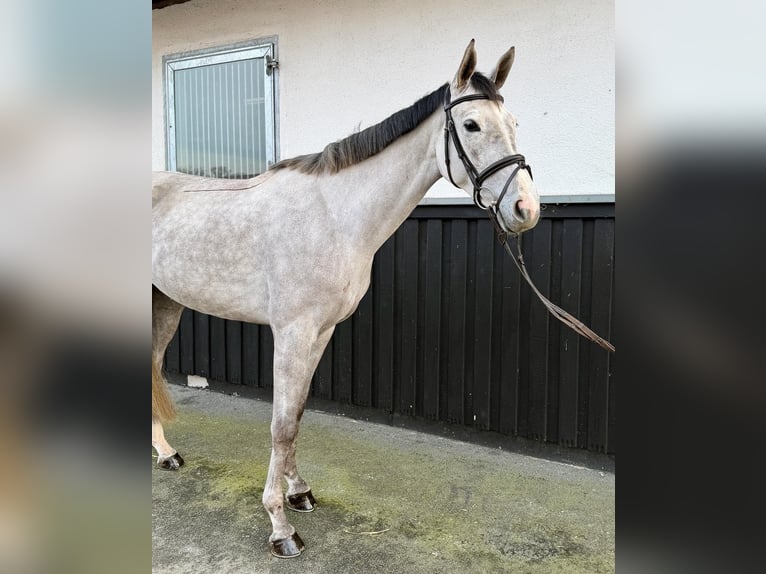 Warmblood de Sajonia Yegua 4 años 164 cm Tordo rodado in Münster