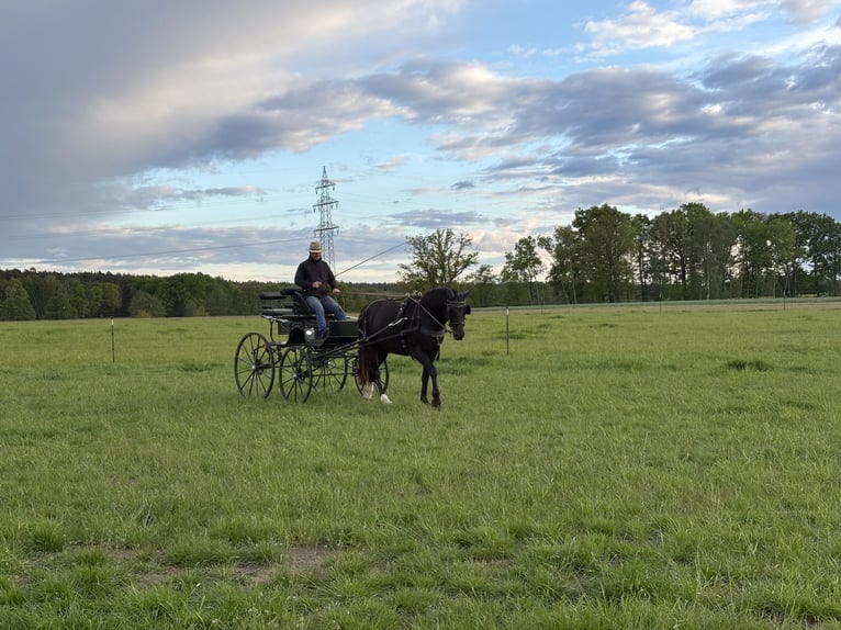 Warmblood de Sajonia Yegua 5 años 163 cm Negro in Schwanebeck