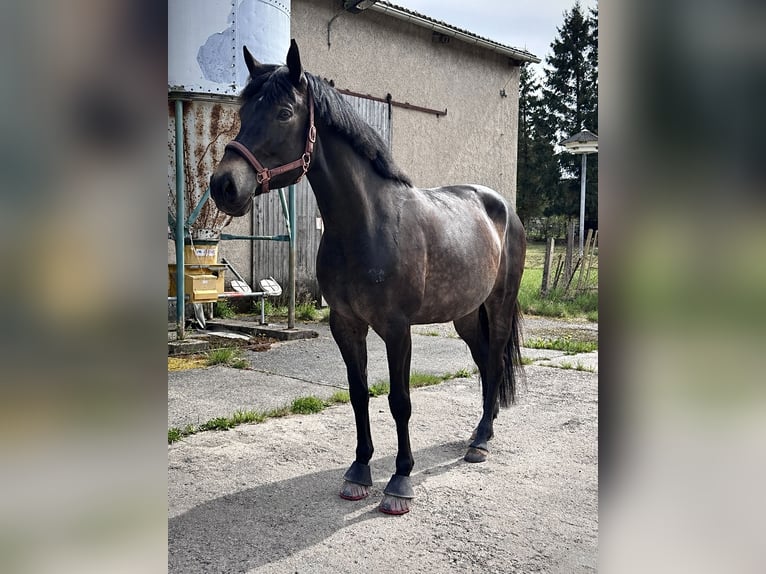 Warmblood de Sajonia Yegua 6 años 169 cm Castaño oscuro in Bad Salzungen