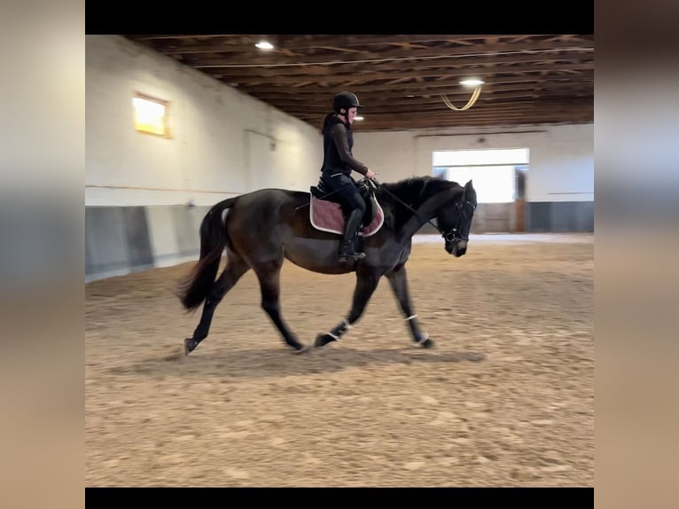 Warmblood de Sajonia Yegua 6 años 169 cm Castaño oscuro in Bad Salzungen