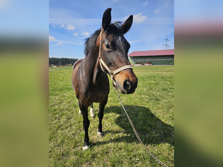 Warmblood de Sajonia Yegua 9 años 165 cm Negro in Weimar