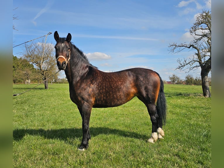 Warmblood de Sajonia Yegua 9 años 165 cm Negro in Weimar