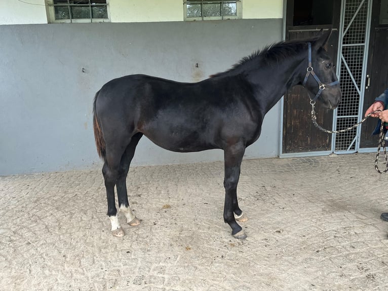 Warmblood de Sajonia Yegua Potro (03/2024) Negro in Weißenberg