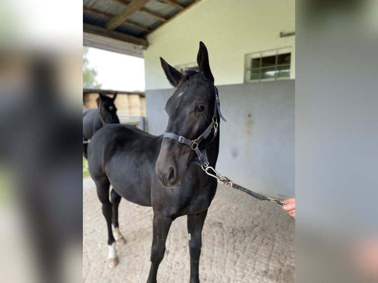 Warmblood de Sajonia Yegua Potro (03/2024) Negro in Weißenberg