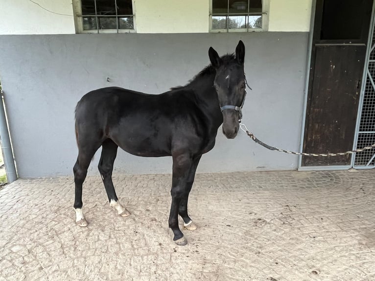 Warmblood de Sajonia Yegua Potro (03/2024) Negro in Weißenberg