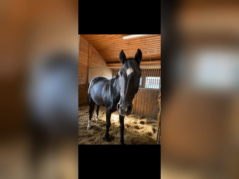 Warmblood de Thuringia Caballo castrado 22 años 163 cm Negro in Nürnberg