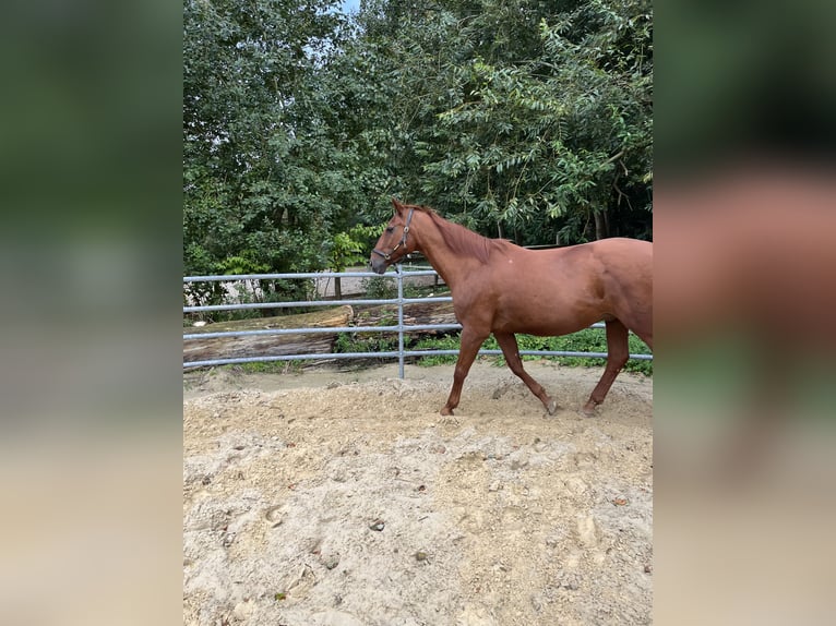 Warmblood de Thuringia Caballo castrado 24 años 170 cm Alazán in Osterholz-ScharmbeckOsterholz-Scharmbeck