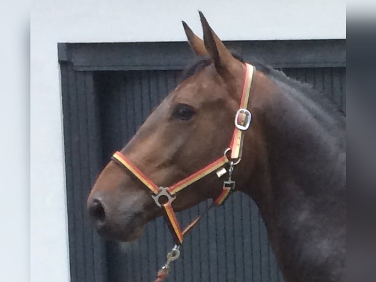 Warmblood de Thuringia Caballo castrado 9 años 163 cm Castaño in Moorenweis