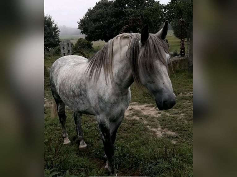 Warmblood de Thuringia Caballo castrado 9 años 163 cm Tordo rodado in Frickingen