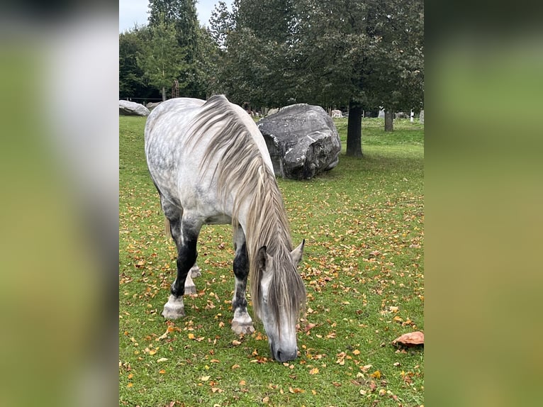 Warmblood de Thuringia Caballo castrado 9 años 163 cm Tordo rodado in Frickingen