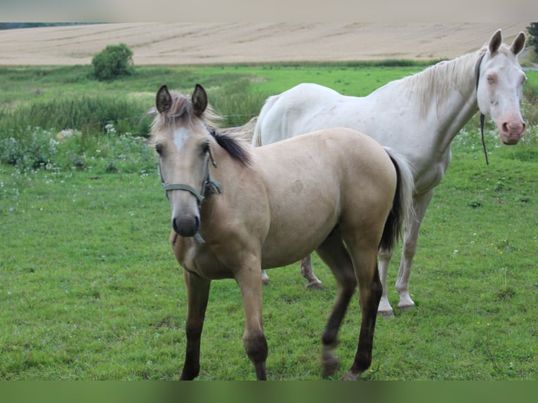 Warmblood de Thuringia Semental 1 año Bayo in Neustadt an der Orla