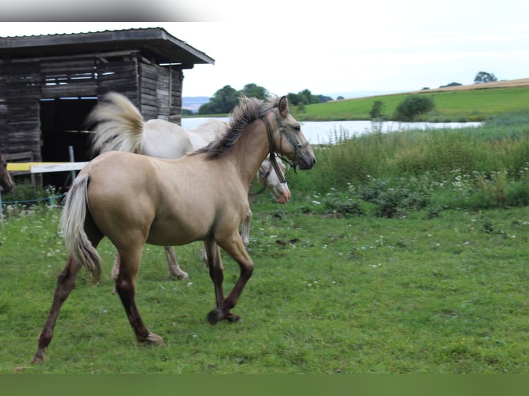 Warmblood de Thuringia Semental 1 año Bayo in Neustadt an der Orla