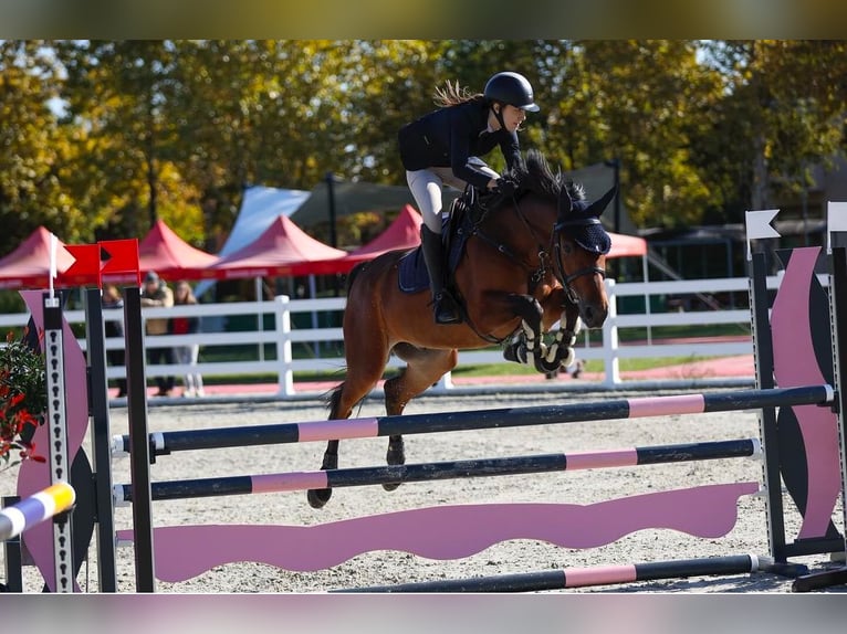 Warmblood eslovaco Caballo castrado 10 años 165 cm Castaño rojizo in Belgrade