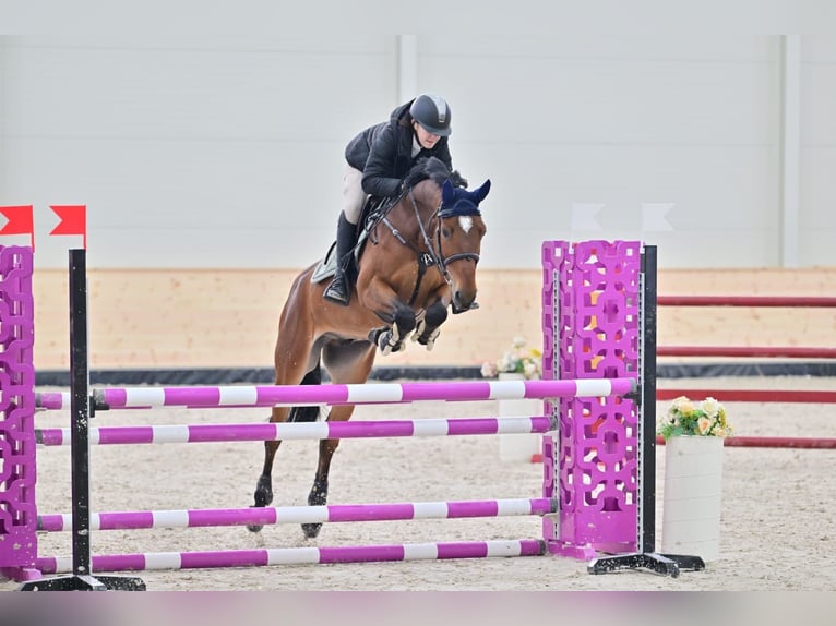 Warmblood eslovaco Caballo castrado 10 años 165 cm Castaño rojizo in Belgrade