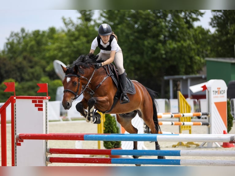 Warmblood eslovaco Caballo castrado 10 años 165 cm Castaño rojizo in Belgrade