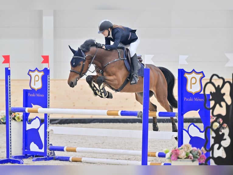 Warmblood eslovaco Caballo castrado 10 años 165 cm Castaño rojizo in Belgrade