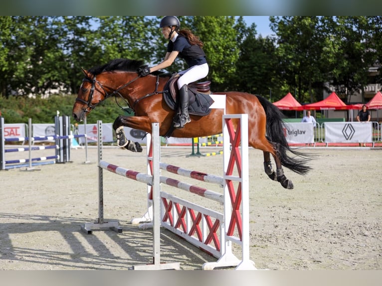 Warmblood eslovaco Caballo castrado 10 años 165 cm Castaño rojizo in Belgrade