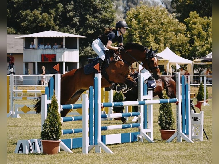 Warmblood eslovaco Caballo castrado 10 años 165 cm Castaño rojizo in Belgrade