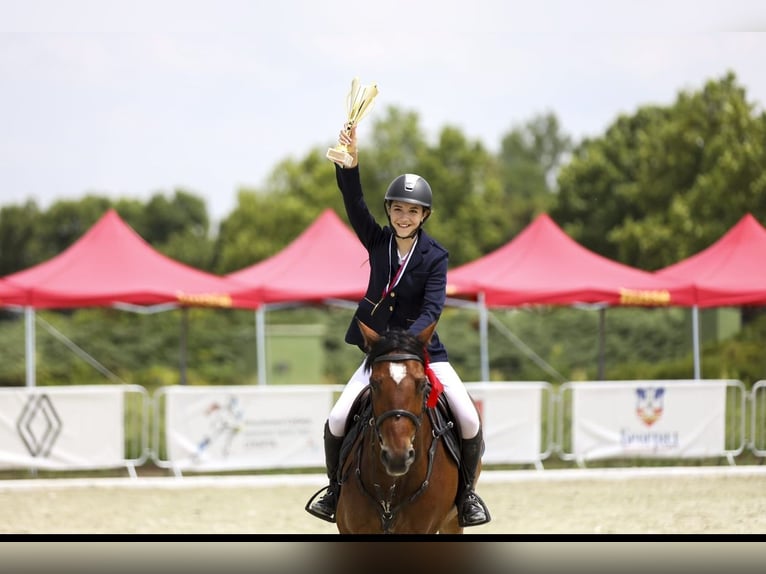 Warmblood eslovaco Caballo castrado 10 años 165 cm Castaño rojizo in Belgrade