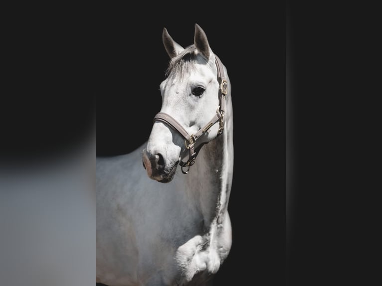 Warmblood eslovaco Caballo castrado 10 años 173 cm White/Blanco in Olomouc