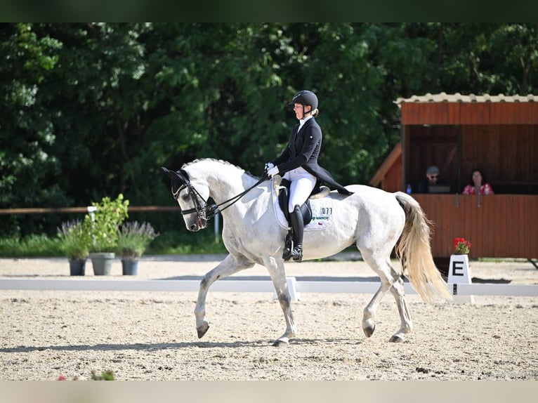 Warmblood eslovaco Caballo castrado 10 años 173 cm White/Blanco in Olomouc