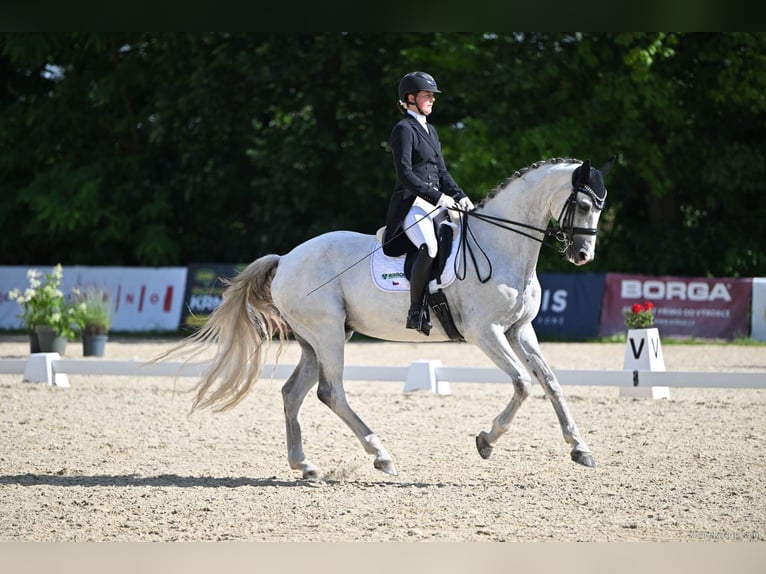 Warmblood eslovaco Caballo castrado 10 años 173 cm White/Blanco in Olomouc