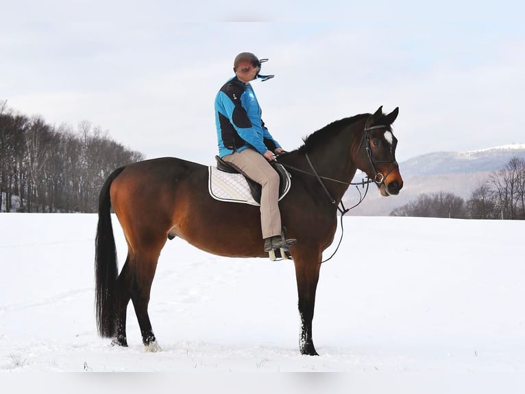 Warmblood eslovaco Caballo castrado 10 años 180 cm Morcillo in Jilove