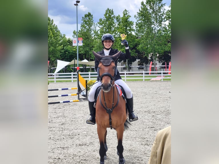 Warmblood eslovaco Caballo castrado 10 años Castaño in Beograd Srbija