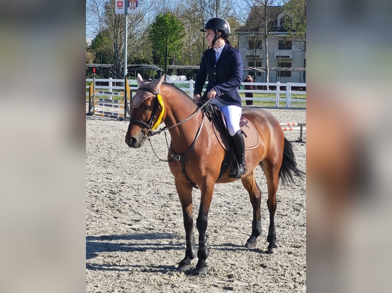Warmblood eslovaco Caballo castrado 11 años 165 cm Castaño rojizo in Beograd