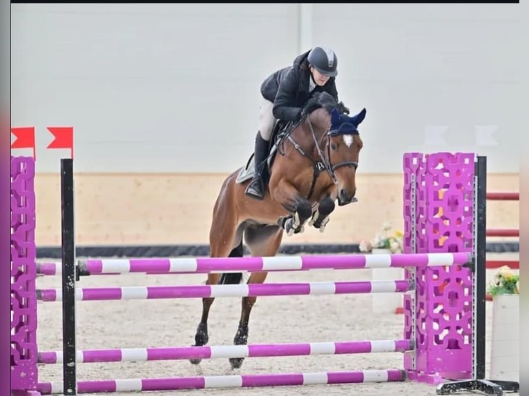 Warmblood eslovaco Caballo castrado 11 años Castaño in Beograd Srbija