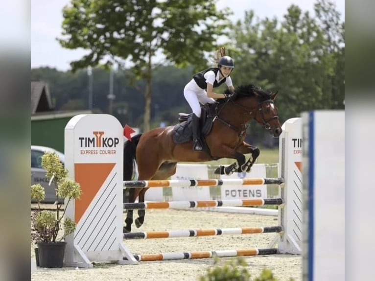 Warmblood eslovaco Caballo castrado 11 años Castaño in Beograd Srbija