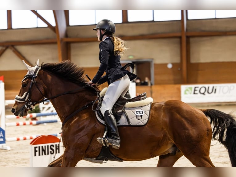 Warmblood eslovaco Caballo castrado 12 años 164 cm Castaño in Šamorín