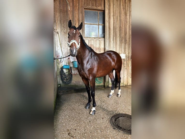 Warmblood eslovaco Caballo castrado 13 años 171 cm Castaño in Saaß